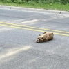 Illustration : "Une chienne sauvée in extremis après s'être écroulée de fatigue et de faim au milieu de la route "