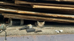 Illustration : "Une petite chatte retrouvée sous des détritus, dont l'œil était gravement infecté, a pu être sauvée de la rue "