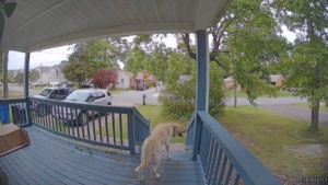 Illustration : "Ce Labrador errant a tout simplement choisi sa famille en s'infiltrant dans leur jardin (vidéo)"