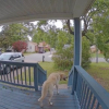 Illustration : "Ce Labrador errant a tout simplement choisi sa famille en s'infiltrant dans leur jardin (vidéo)"