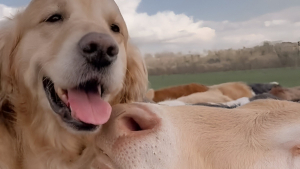 Illustration : "Après des semaines de séparation, un Golden Retriever retrouve enfin sa meilleure amie la vache lors d'une tendre rencontre (vidéo)"