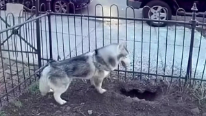 Illustration : "Grâce à son flair, ce Husky a détecté une fuite de gaz et a sauvé tout son quartier"