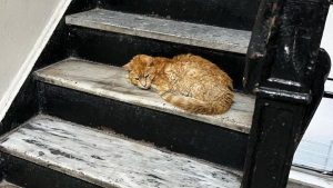 Illustration : "Un chat errant pénètre dans un immeuble dans l’espoir d’être sauvé de sa condition (vidéo)"