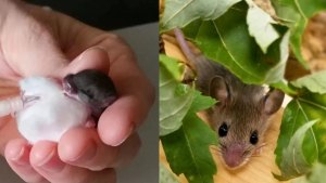 Illustration : "Secourues par un centre spécialisé, des souris remercient leurs aidants par un présent unique"