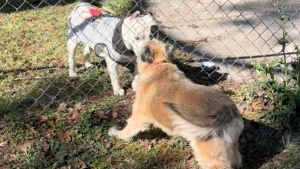 Illustration : "Cette chienne qui saluait quotidiennement son ami derrière un grillage a été surprise le jour où il n’y était plus (vidéo)"