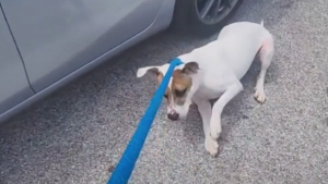 Illustration : "Ce chien fait tout pour ne pas retourner au refuge à la fin de ses promenades (vidéo)"