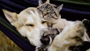 Illustration : "15 photos de chats et de chiens qui vivent en parfaite harmonie"