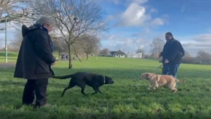 Illustration : "Après des années de séparation, ces 2 frères chiens guides d’aveugles vivent de touchantes retrouvailles (vidéo)"