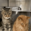 Illustration : "Ces 2 chats de 18 ans ont eu la joie d’être adoptés ensemble avant d’être ramenés au refuge quelques heures plus tard (vidéo)"