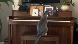 Illustration : "Ce chat prodige joue du piano et rendrait jaloux Berlioz des Aristochats (vidéo)"