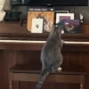 Illustration : "Ce chat prodige joue du piano et rendrait jaloux Berlioz des Aristochats (vidéo)"