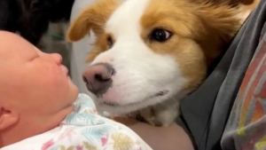 Illustration : "Un Border Collie touche en plein cœur ses parents lors de la première rencontre avec le nouveau bébé de la famille (vidéo)"