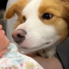 Illustration : Un Border Collie touche en plein cœur ses parents lors de la première rencontre avec le nouveau bébé de la famille (vidéo)