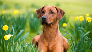 Illustration : "Quelles sont les plantes toxiques pour son chien ou son chat ?"