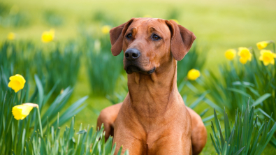 Illustration : Quelles sont les plantes toxiques pour son chien ou son chat ?