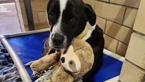 Illustration : "Cette chienne compte sur son paresseux en peluche pour se consoler de son retour en refuge après 5 années dans une famille"