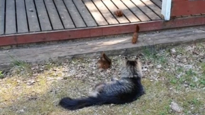 Illustration : "Ce chat réagit de manière amicale lorsque 3 écureuils roux s'approchent de lui (vidéo)"