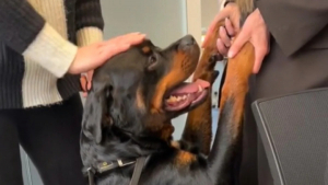 Illustration : "L'émerveillement d'un Rottweiler qui accompagne sa maîtresse au travail pour la première fois (vidéo)"