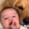 Illustration : Un Golden Retriever et un bébé forment un duo inséparable et attendrissant (vidéo)