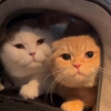 Illustration : Ces 3 chats globe-trotters adorent voyager en avion (vidéo)