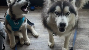 Illustration : "Fidèles à leur race, ces 2 Huskies chantent de joie à l'idée d'aller se promener (vidéo)"