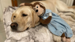 Illustration : "Une femelle Labrador se prend d'amour pour un singe en peluche abandonné et ne veut plus s'en séparer"