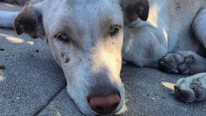 Illustration : "Un chien errant désorienté est sauvé de justesse alors qu'une tempête allait s'abattre sur lui"