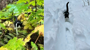 Illustration : "Après qu'une crue ait emporté sa maison, ce chat passe 26 jours dans la nature avant d'être retrouvé"