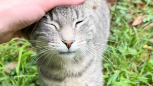 Illustration : "Trois chats abandonnés font une rencontre inattendue lors de leur sauvetage (vidéo)"