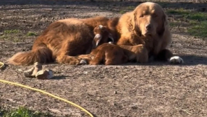 Illustration : "Heidi, la chienne de troupeau, offre son amour et sa protection à un chevreau abandonné"