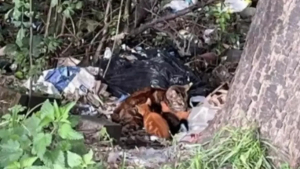 Illustration : "Une chatte blessée et ses chatons sauvés d'une décharge sauvage trouvent un nouveau foyer après leur découverte fortuite par une passante"