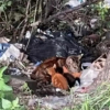 Illustration : "Une chatte blessée et ses chatons sauvés d'une décharge sauvage trouvent un nouveau foyer après leur découverte fortuite par une passante"