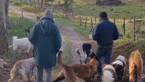 Illustration : "Avec l'aide de leurs followers, un couple obligé de déménager trouve un nouveau foyer adapté pour leurs 31 animaux"