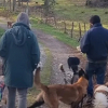 Illustration : "Avec l'aide de leurs followers, un couple obligé de déménager trouve un nouveau foyer adapté pour leurs 31 animaux"