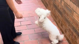 Illustration : "Cette chienne pensait se promener, mais elle retrouve en fait sa maîtresse après un an de séparation (vidéo)"