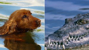 Illustration : "L'acte d'empathie de ces crocodiles envers ce chien piégé dans une rivière divise les scientifiques"