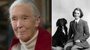 Illustration : "Jane Goodall, célèbre éthologue, explique l'impact qu'a eu son chien d'enfance sur sa perception des animaux"