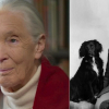 Illustration : "Jane Goodall, célèbre éthologue, explique l'impact qu'a eu son chien d'enfance sur sa perception des animaux"