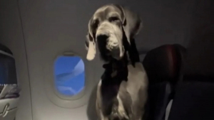 Illustration : "Son chien de soutien est un Dogue Allemand, et il occupe 2 places dans l'avion"