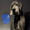 Illustration : Son chien de soutien est un Dogue Allemand, et il occupe 2 places dans l'avion