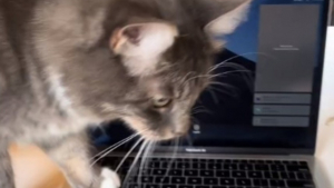 Illustration : "Pour éviter que son chat ne s'installe sur son clavier, elle lui achète la version pour chat (vidéo)"