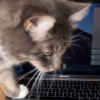 Illustration : Pour éviter que son chat ne s'installe sur son clavier, elle lui achète la version pour chat (vidéo)