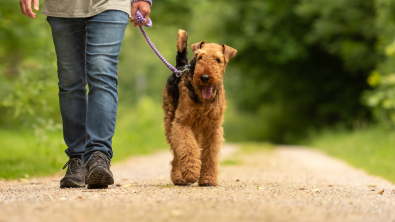 Illustration : Comment pratiquer une activité physique avec son animal ?