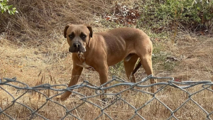 Illustration : "Un chien errant près d'une autoroute ne s'est laissé approcher que lorsqu'on lui a tendu un jouet spécial (vidéo)"