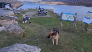 Illustration : "Trop heureux de leur journée à la plage, ces deux chiens ont décidé de ne pas rentrer chez eux (vidéo)"