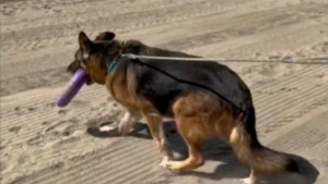 Illustration : "Cette bénévole change radicalement le quotidien d'un chien de refuge en l'emmenant une journée à la plage (vidéo)"