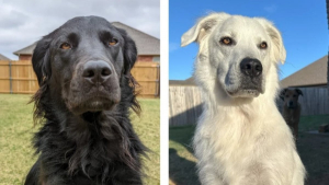 Illustration : "Après avoir passé ses 2 premières années en noir, ce chien change de couleur et devient blanc"