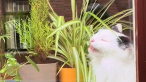 Illustration : "Un chat espiègle est surpris en flagrant délit de mâchouillage de plantes ! (vidéo)"