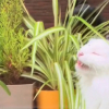 Illustration : "Un chat espiègle est surpris en flagrant délit de mâchouillage de plantes ! (vidéo)"