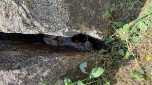 Illustration : "Grâce à ses aboiements, ce chiot coincé entre 2 rochers a pu alerter des ouvriers qui l'ont sauvé"